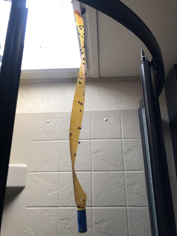 … results in a couple hours (lots of flies in the RV with the cool fall weather)