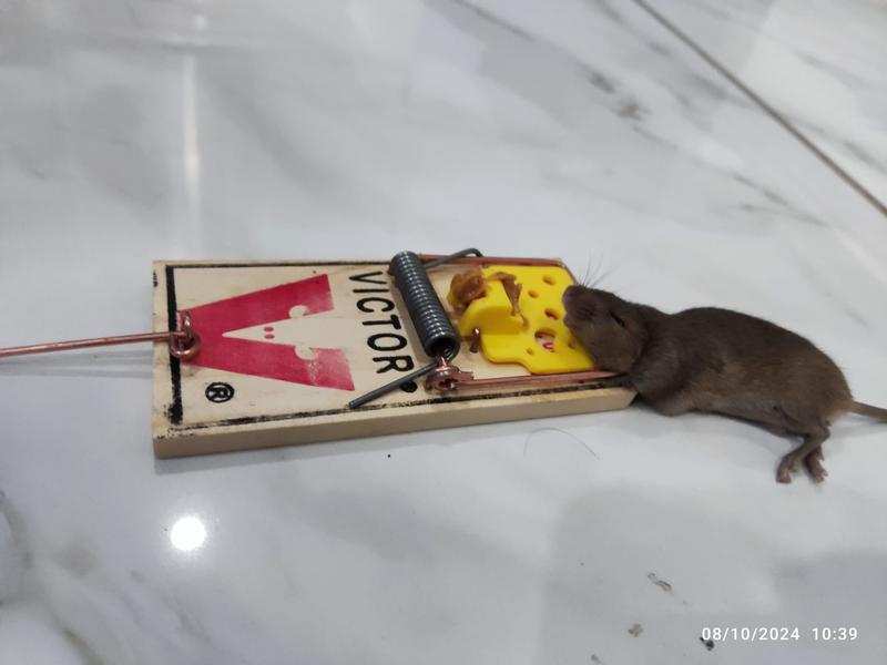 Photo - commentaire&nbsp;2.