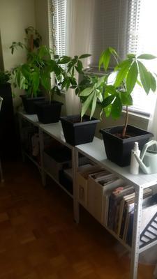 Shelving in Living Room