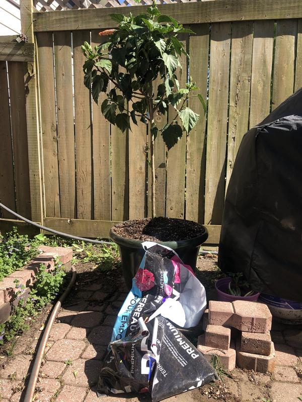 Photo - commentaire&nbsp;1.