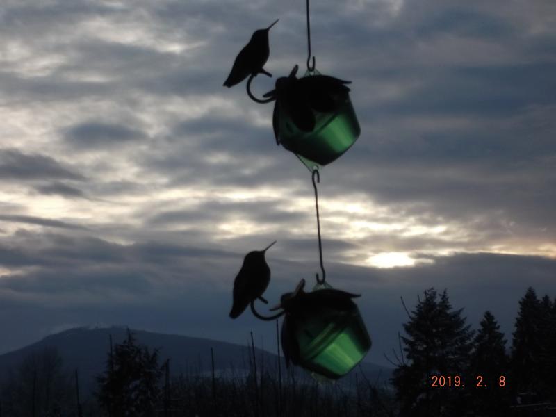 Hummingbirds in the evening