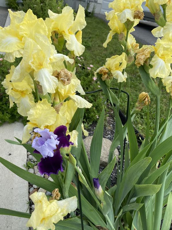 Photo - commentaire&nbsp;2.