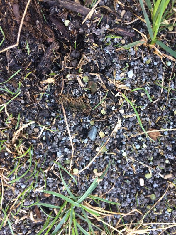 The big blades of grass were already there before using this product. Cat litter is One step!