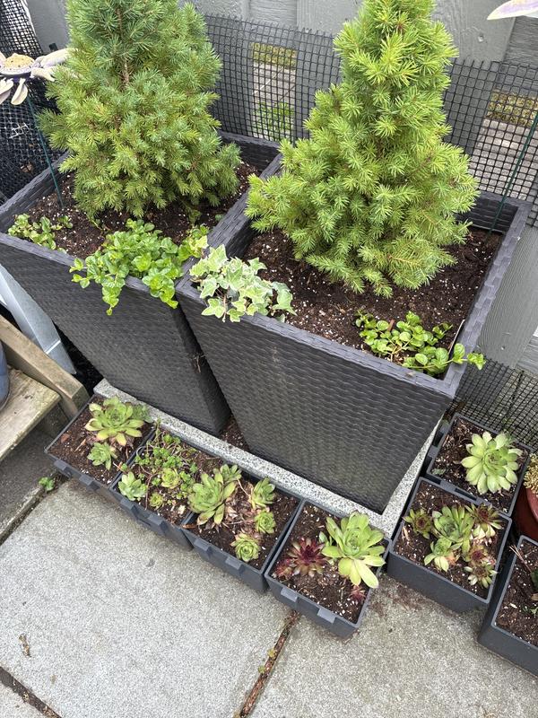All my plants in the garden we’re done with the soil and I just absolutely love it