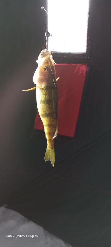 The catch, was released.