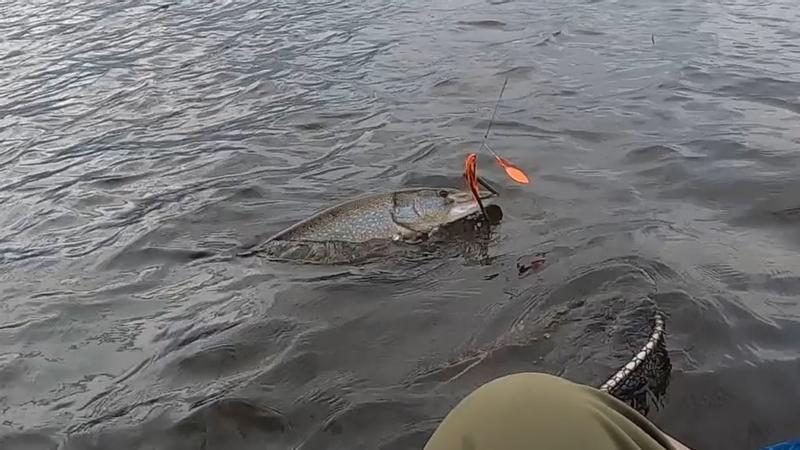 39" pike with spinnerbait in his mouth.