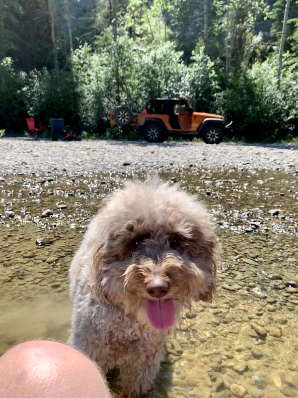 Ovi #minigoldendoodle loves Jeepin and the 12V 3 socket plug.