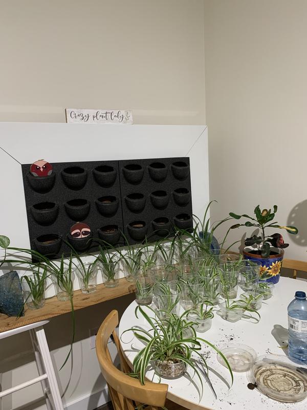 My… soon to be,  living art!😍