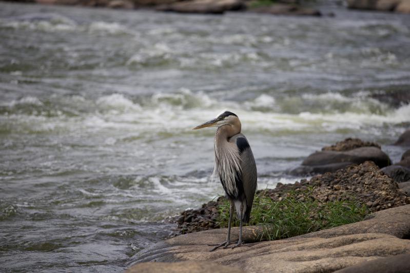 Really great detail and the lens is so light!