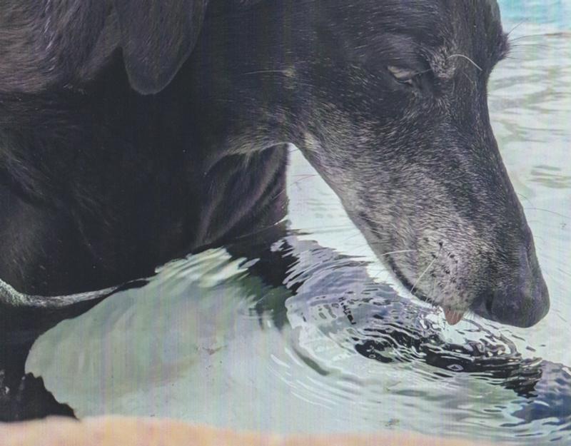 This is a scan of the image printed by the Pixma - the scan has introduced significant color banding and lost some of the contrast