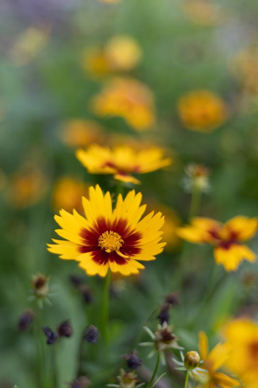 Amazing bokeh straight from the camera. No edits.