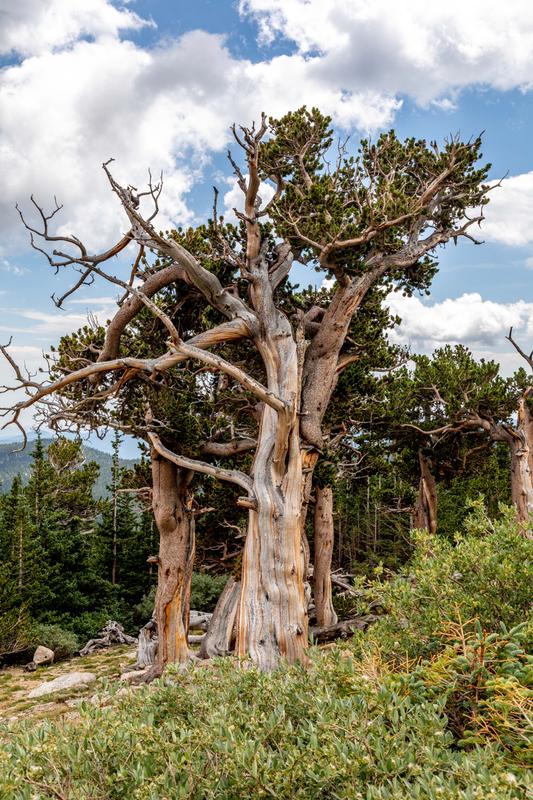 Mt. Goliath Bristlecone Pine