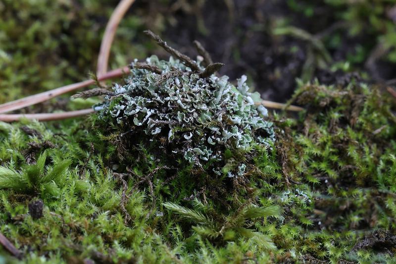 Lichens and Moss
