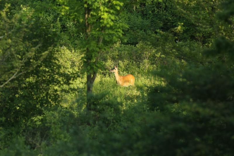 Photo from Loving Wildlife Cindy