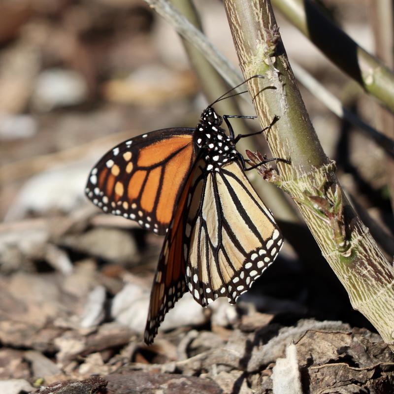 Monarch Butterfly