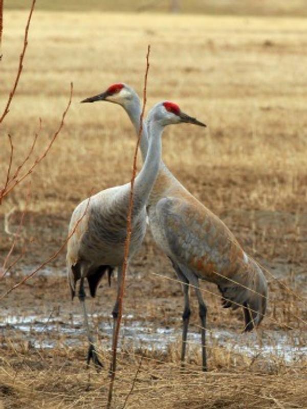 Sandhill Cranes posing
