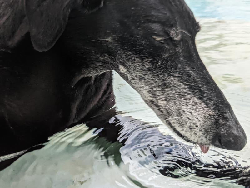 This is a photo of the print that came out of the Pixma - great detail, colors and contrast