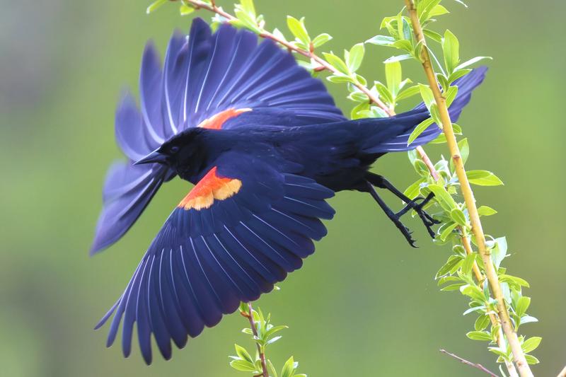 Red winged blackbird - precapture