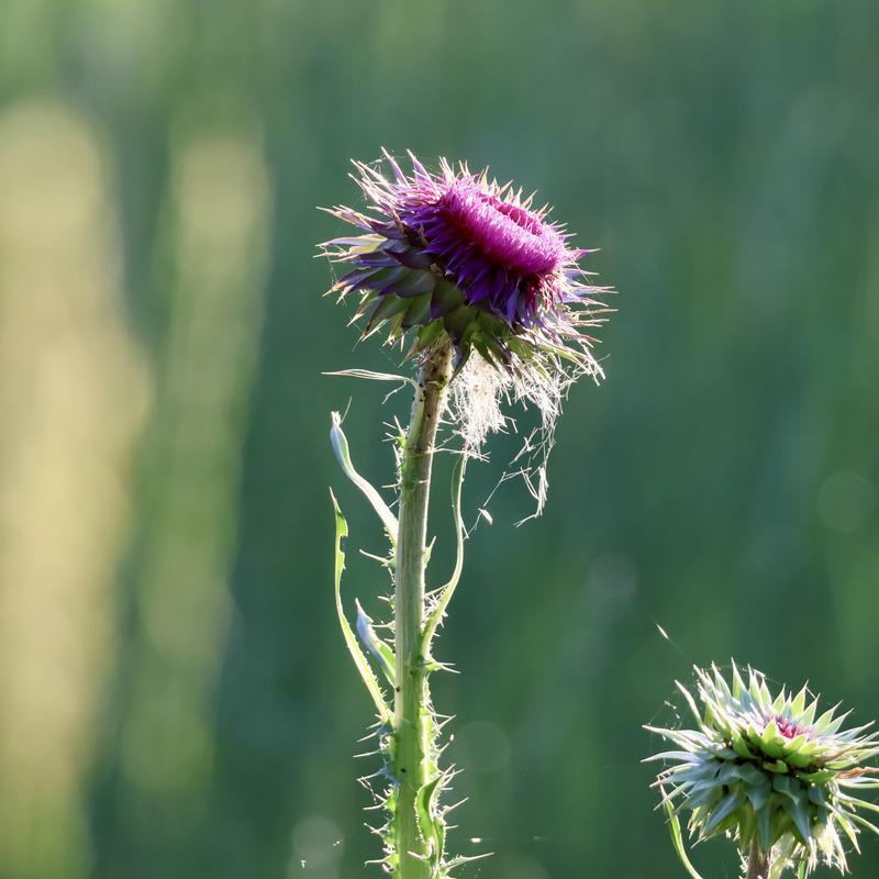 shot on RF100-400