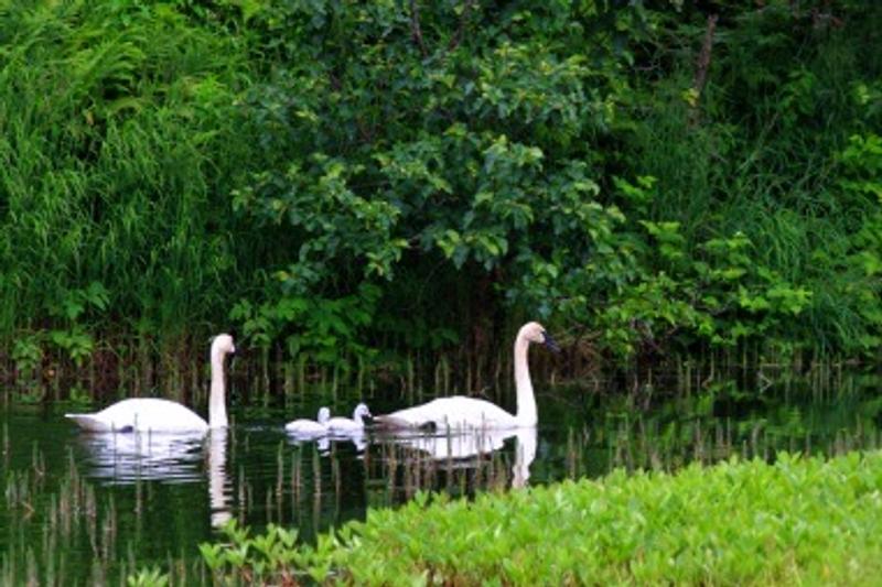 Trumpeter Swan family