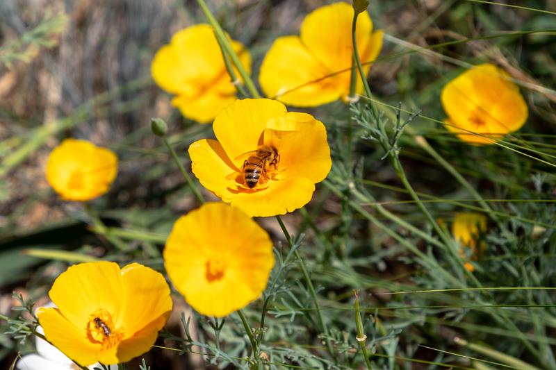 Poppy Bee - Denver Botanic Garden