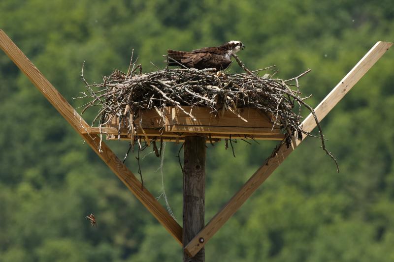 Photo from Loving Wildlife Cindy