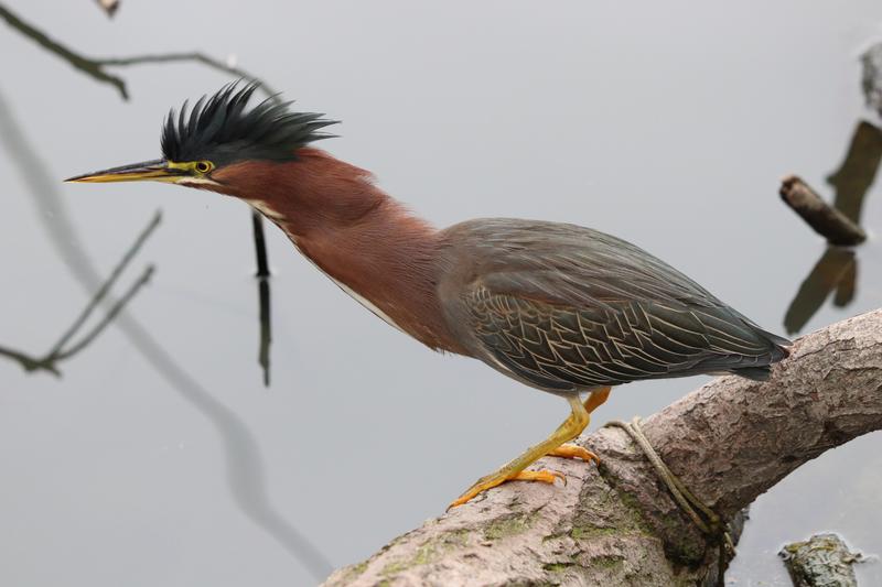 Green Heron