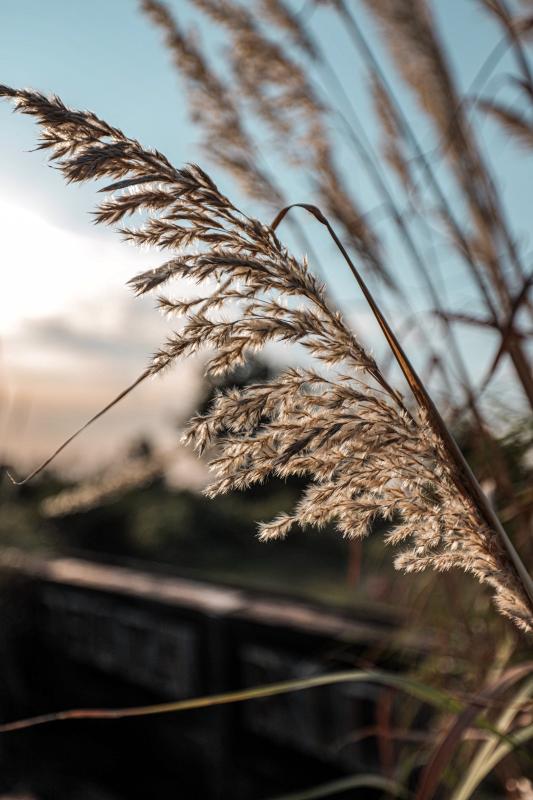 Shot on RF 15-35 f2.8 IS L