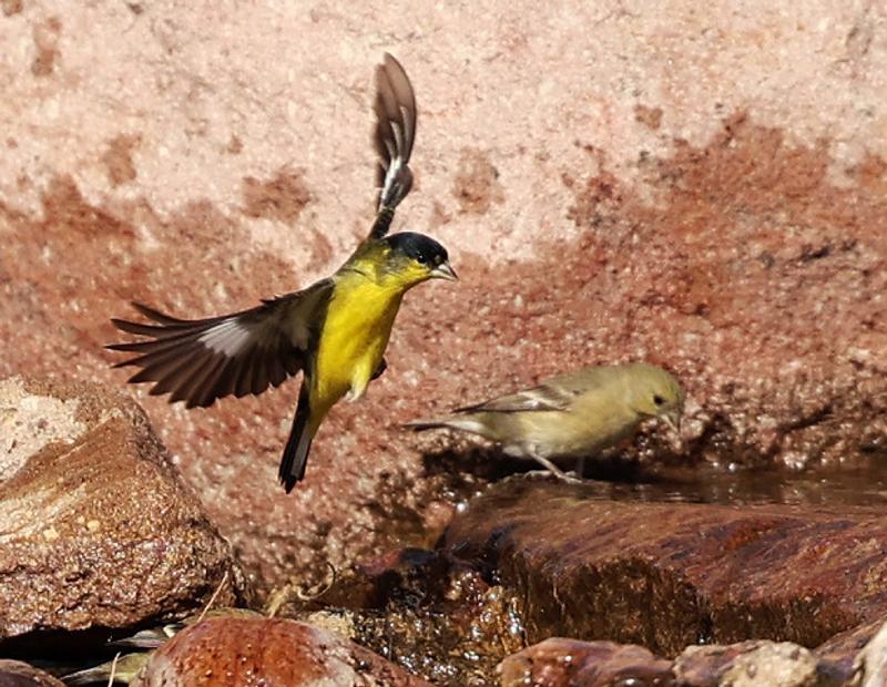 Lesser Goldfinch in the waterfall.