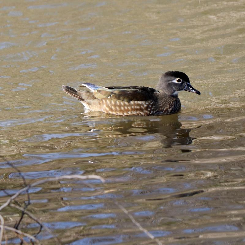 Female Wood Duck