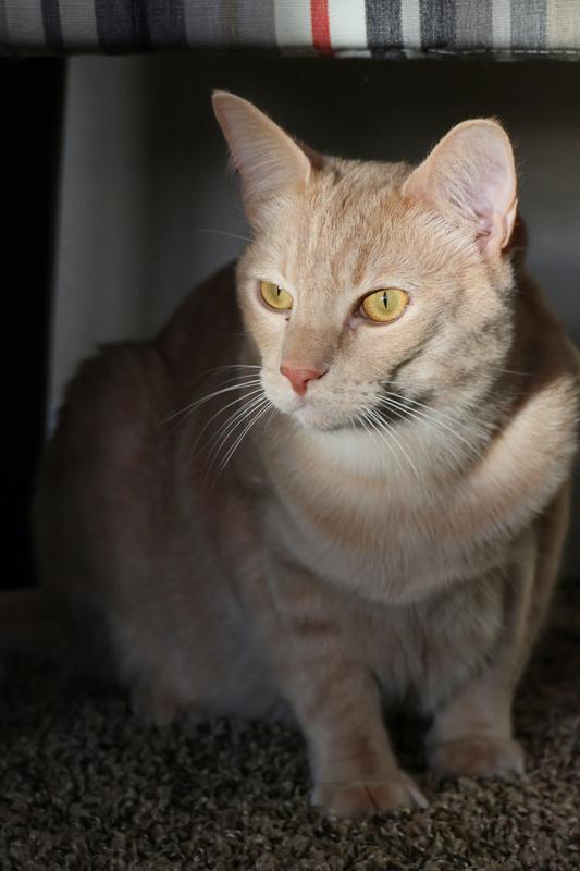 1/200s f/5.6 ISO 640 87 mm Canon EOS R7