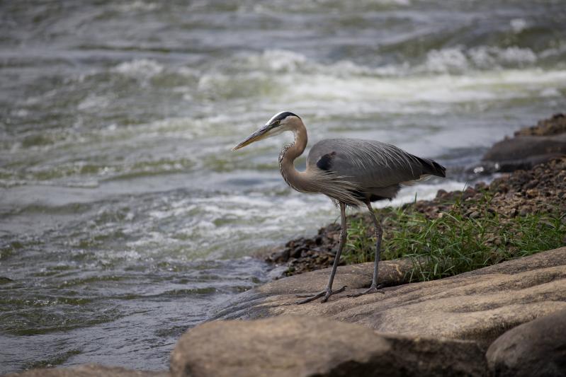 As this is compressed down not as clear but in full size just amazing detail