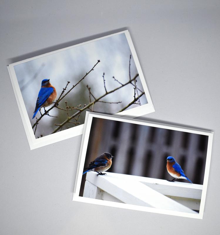 Photo from Bluebirdgreetingshop