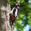 CANON RF 600mm f/11 IS STM