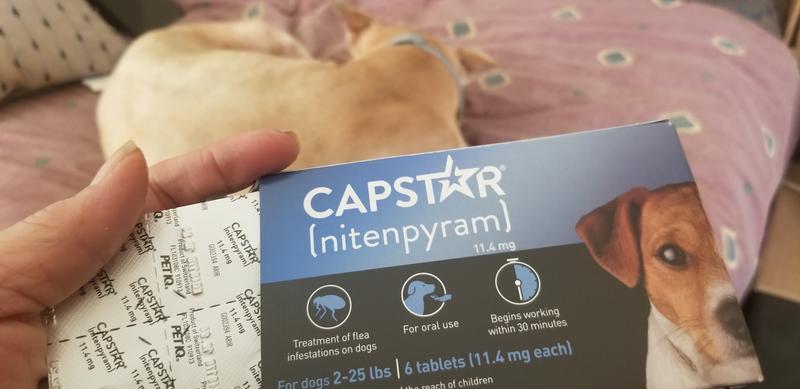 CAPSTAR nitenpyram Oral Flea Treatment for Dogs 6 Doses