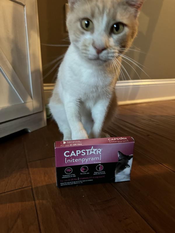 CAPSTAR nitenpyram Oral Flea Treatment for Cats 6 Doses