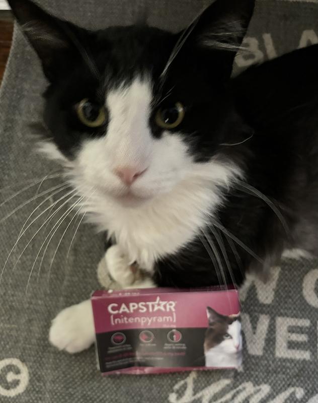 Capstar Fast Acting Flea Tablets for Cats 2 25 lbs 6 ct