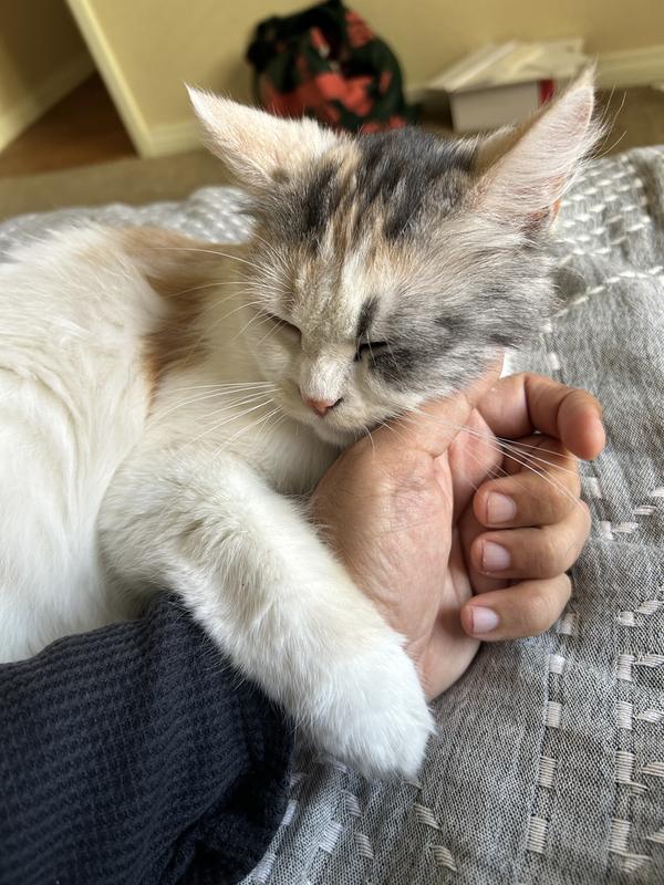Capstar for cats petco sale