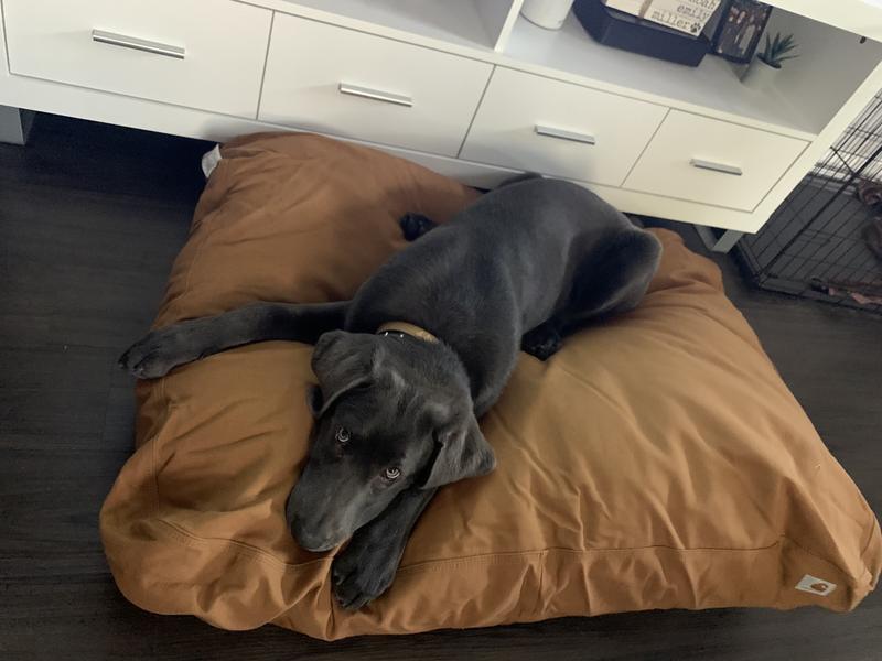 Miller absolutely loves his new dog bed!