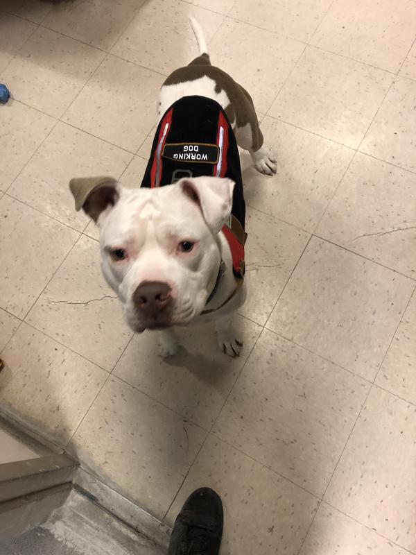 Hester working hard! He loves his new harness.