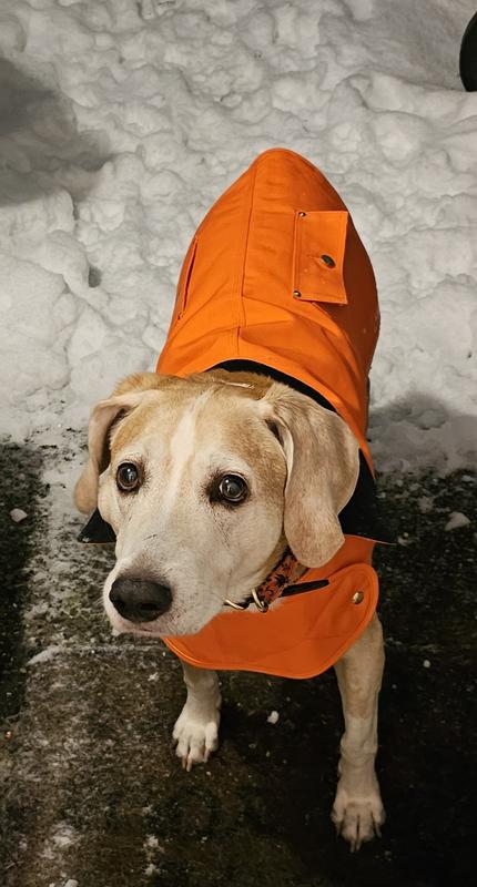 Carhartt dog hot sale raincoat