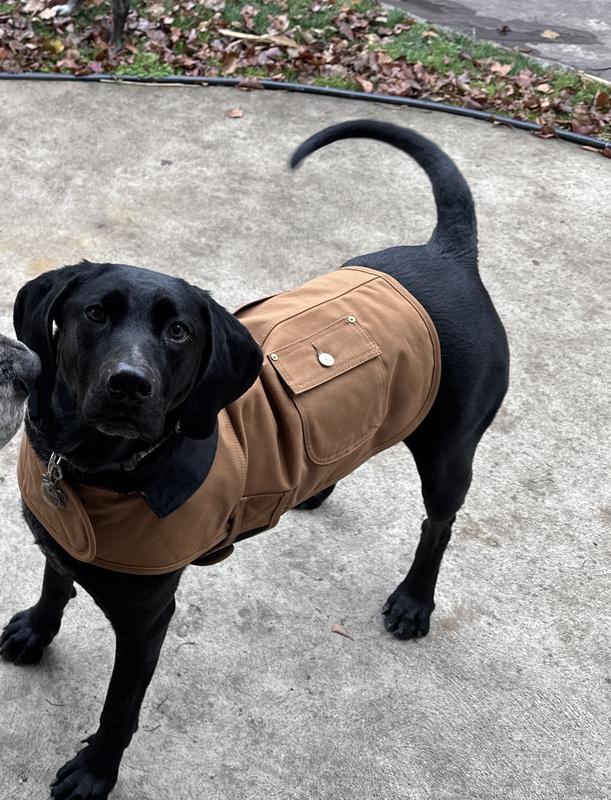 Carhartt dog 2025 coat black