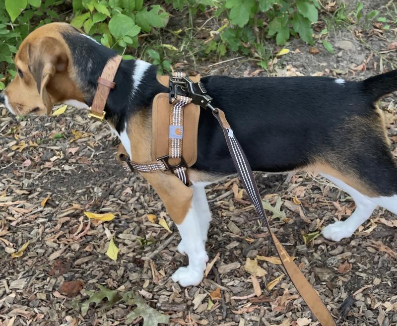 Carhartt shop dog lead