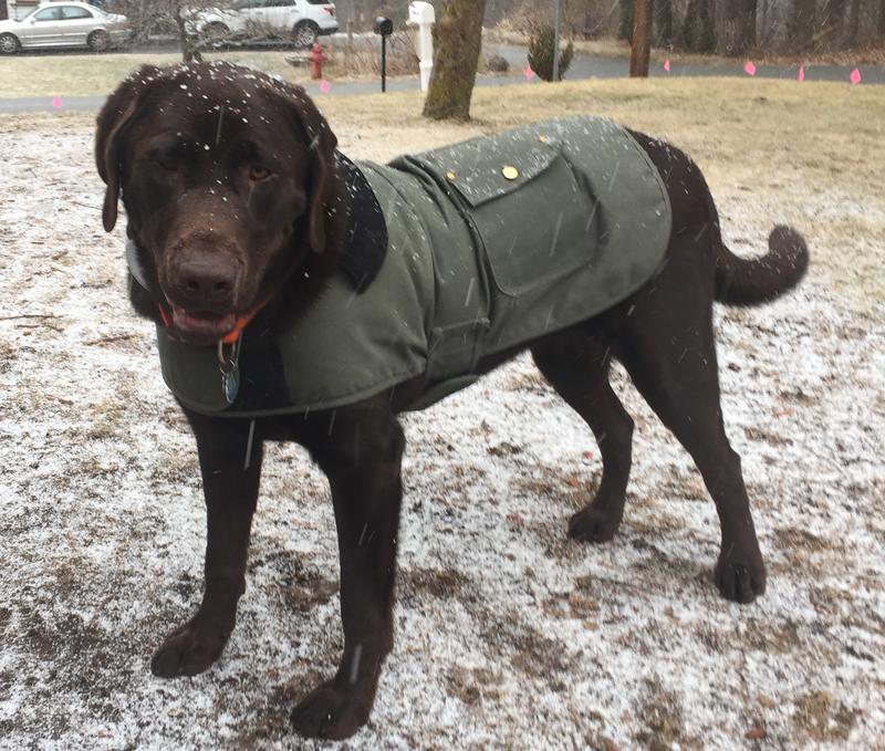 carhart dog jacket
