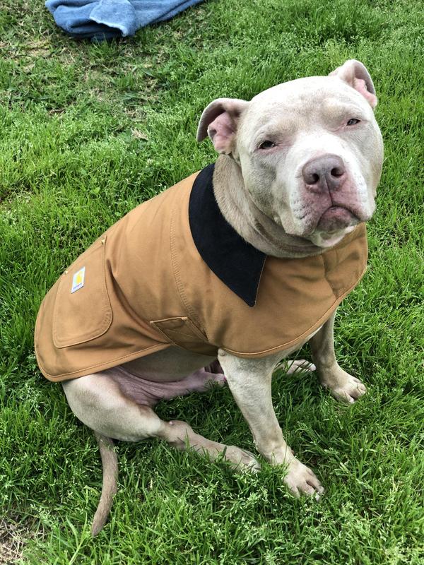 Petco dog jacket best sale