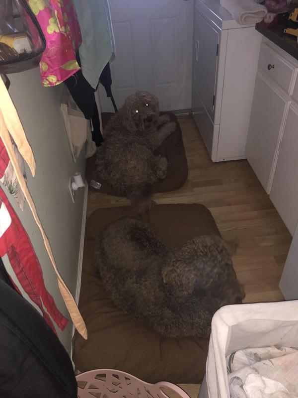 Labradoodles loving life