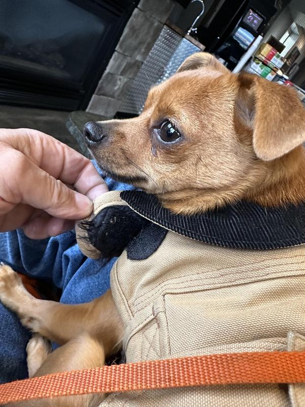 Added Velcro to the neck and belly straps to accommodate our smaller chi