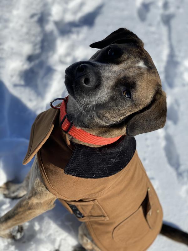 Carhartt dog coat sales australia