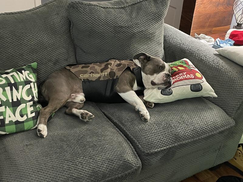 Carhartt Neoprene Dog Vest Hike & Camp