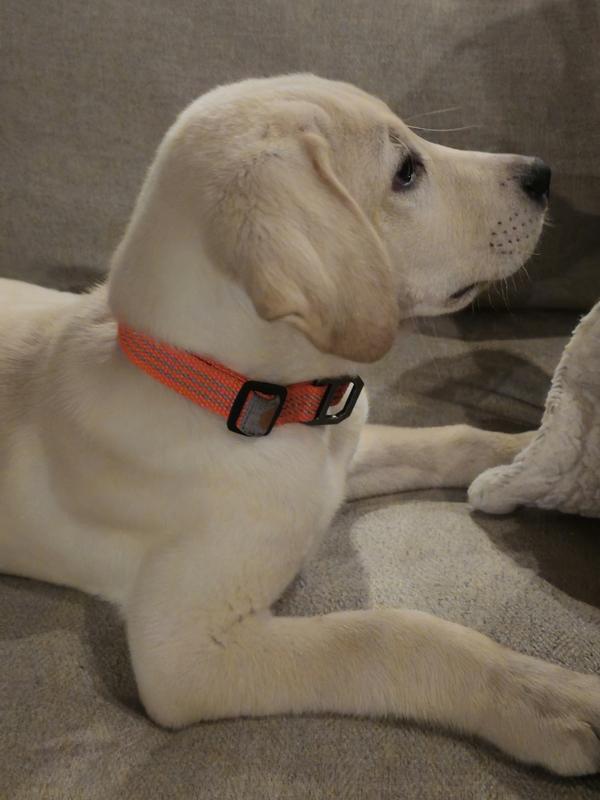 Carhartt orange sale dog collar